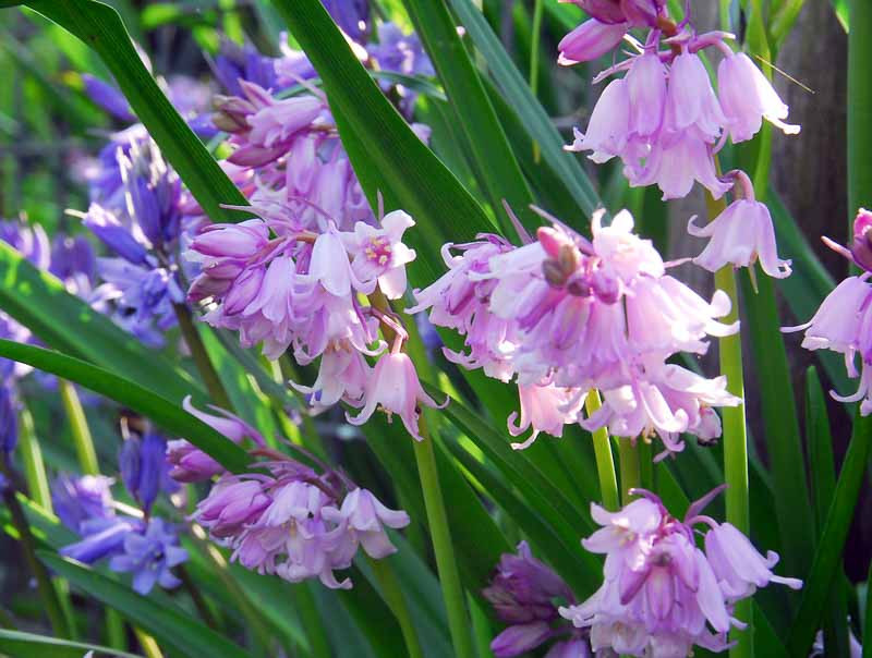 Hyacinthoides Hispanica 'Dainty Maid' (Spanish Bluebells)